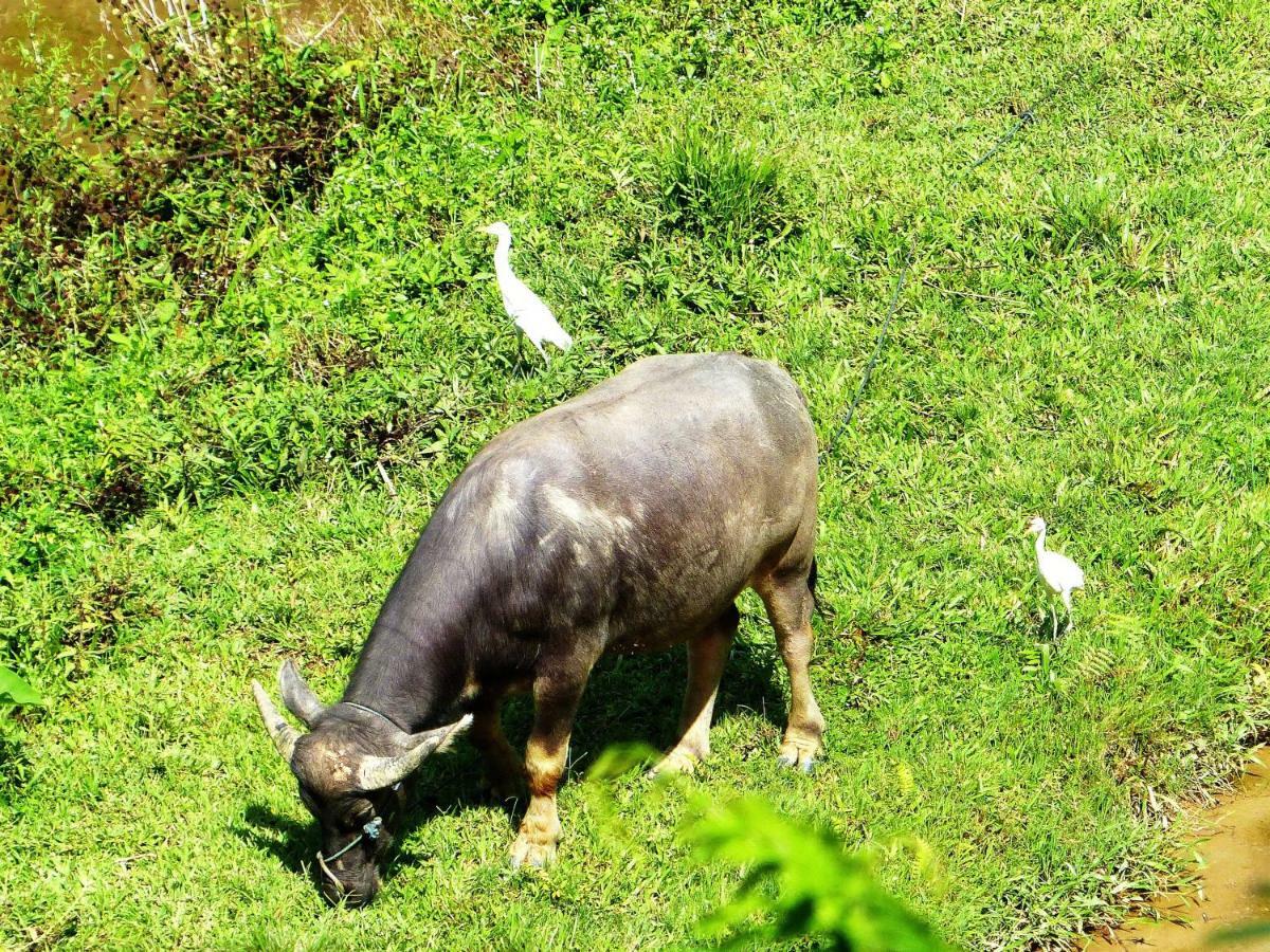 Toraja Torsina Hotel Rantepao Ngoại thất bức ảnh